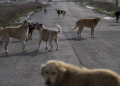 Sahipsiz hayvan düzenlemesi AYM engelini aştı