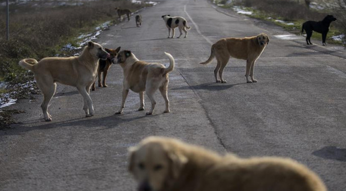 Sahipsiz hayvan düzenlemesi AYM engelini aştı