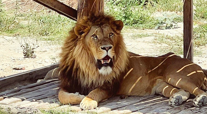 Manavgat’ta panik! Hayvan parkından kaçan aslan bir kişiyi yaraladı