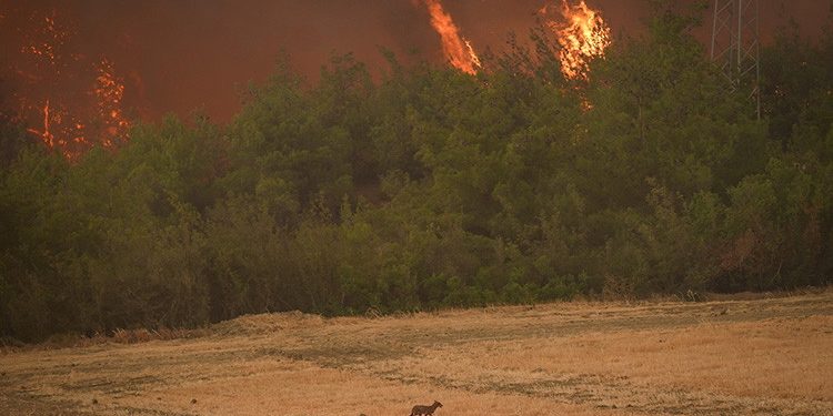 Sakarya’dan Bilecik’e uzanan yangın felâketi!