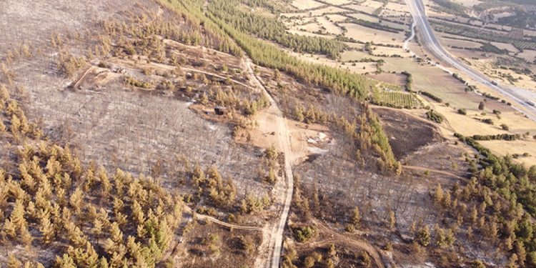 Denizli’deki orman yangınıyla ilgili 1 kişi yakalandı