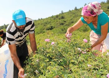 Zirai don! Isparta’nın gülleri soldu
