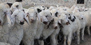 Salgın Yunanistan’ı vurdu: Çiftçilerin sürüleri itlaf ediliyor