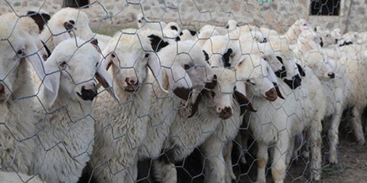 Salgın Yunanistan’ı vurdu: Çiftçilerin sürüleri itlaf ediliyor