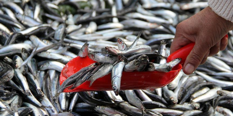 Hamsi bol geldi, yüzler güldü