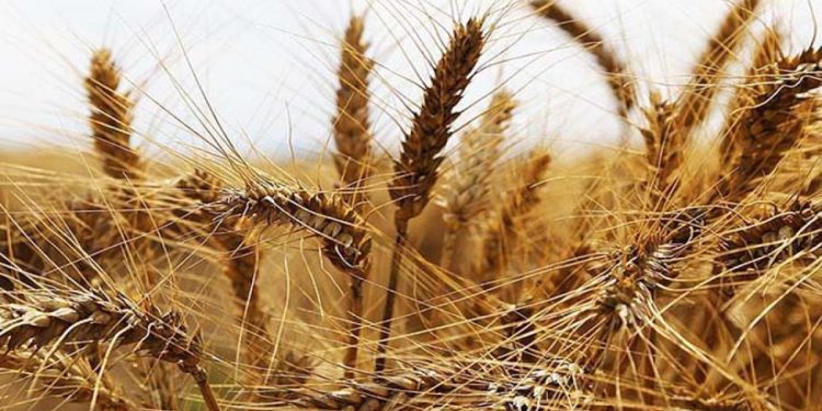 Türkiye’nin tahıl ithalatının yüzde 70’i Rusya’dan